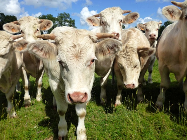 charolais